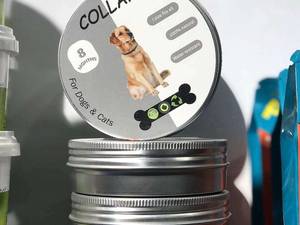 هایلی پت شاپ رودسر