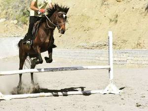 بهترین باشگاه سوارکاری در منطقه دماوند