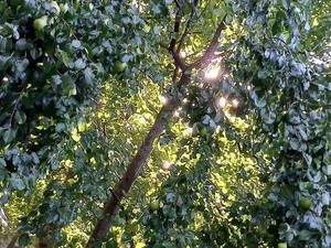 سمپاشی درختان میوه در مشهد