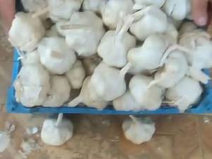 صادرات موسیردر همدان