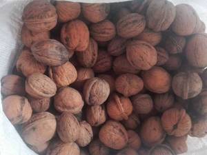 صادرات گردو تویسرگان همدان