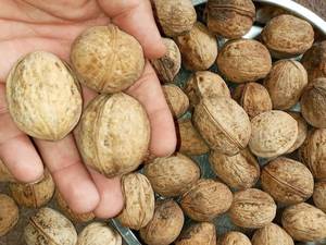 صادرات گردو تویسرگان همدان