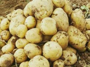 سیب زمینی صادراتی در همدان