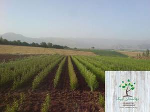 بادام رقم  آذری