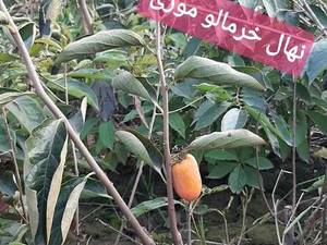 نهال خرمالو موزی در گرگان
