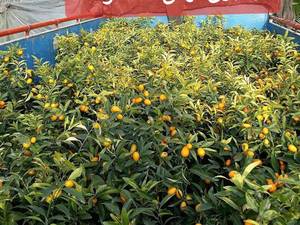 بارگیری نهال کامکوات در گلستان