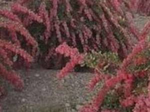 فروش انواع نهال زرشک در بیرجند