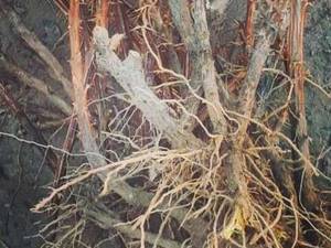 فروش انواع نهال زرشک در بیرجند