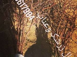 فروش انواع نهال زرشک در بیرجند