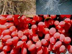 فروش انواع نهال زرشک در بیرجند