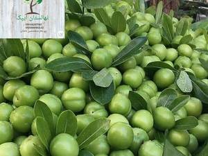 گوجه سبز سردرودی