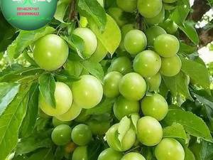 گوجه سبز مراغه