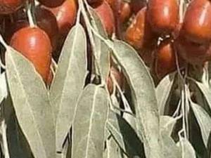فروش و پرورش سنجد در ارومیه