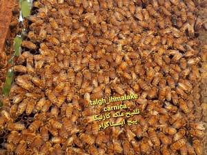 پرورش زنبور عسل با ملکه کارنیکا در مشهد
