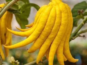 نهال پنجه بودا در قائم شهر