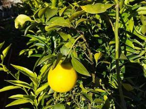 تولید نهال گریپ فروت در مازندران