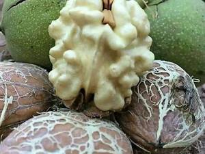 پرورش نهال گردو در قائم شهر