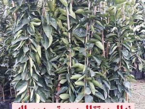 نهال پرتغال بیروتی دو ساله در قائم شهر