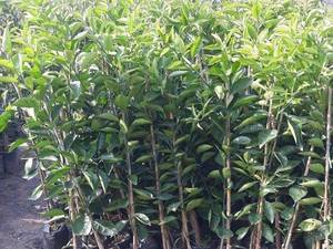 پرورش نهال خونی در مازندران