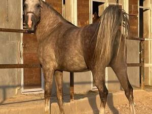 پرورش اسب  دره شوری در شیراز