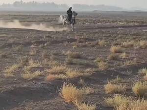 پرورش و فروش  اسب  دره شوری در شیراز