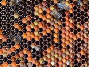 موم گرده دار با رنگهای متنوع انواع گلها