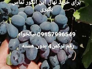 نهال انگور ترکمن