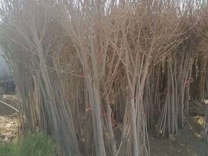 فروش انواع نهال مثمر و غیر مثمر در کاشمر