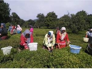 مراحل تهیه چای قلم درشت بهاره