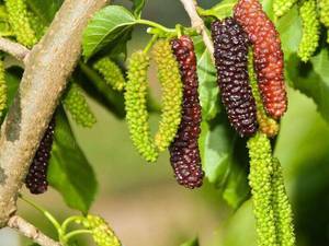 پرورش و فروش توت موزي در مشهد