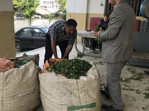 ناظر کیفی درحال کنترل کیفیت چای های گلچای گلشاهی