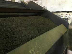 مراحل تهیه چای گلچای گلشاهی