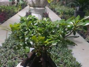 بنسای پتسفروم و بنسای سیکاس گلدانی