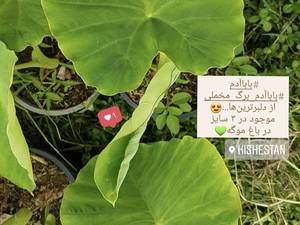 گلخانه در رشت گیشستان