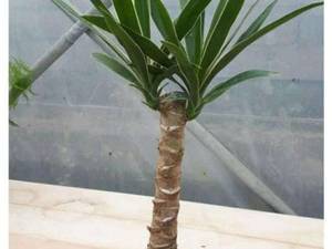 یوکا yucca