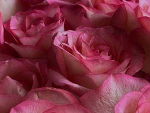 پخش عمده گل رز جومولیا