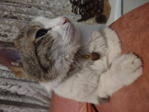 قلاده گربه دستساز دلونا