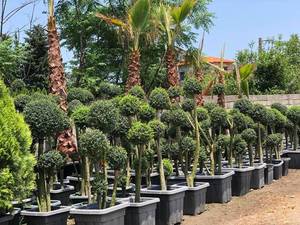 درختچه مورت