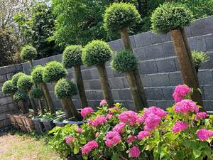 درختچه مورت