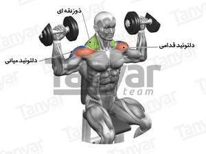 حرکت سر شانه با دمبل